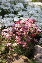 Red spring flowers of saxifraga x arendsii blooming in rock garden, close up Royalty Free Stock Photo